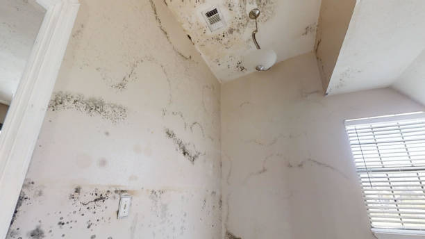 Best Emergency Mold Remediation  in La Pine, OR