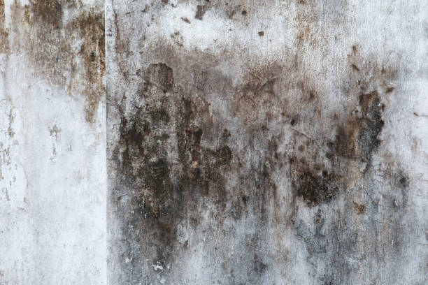 Best Comprehensive Air Testing for Mold Contaminants  in La Pine, OR