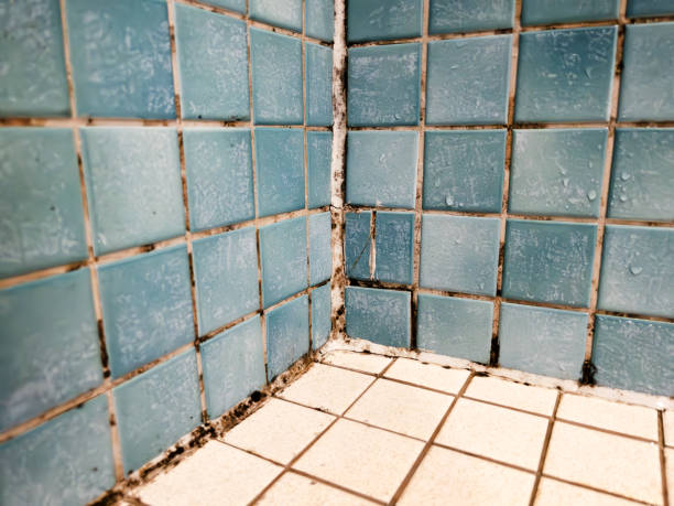 Best Mold Odor Removal Services  in La Pine, OR
