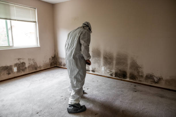 Best Attic Mold Removal  in La Pine, OR